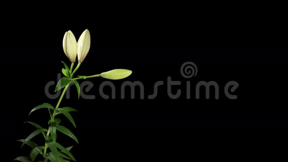 黑色背景上绽放的白色百合Liliummonadelpelfum子视频的预览图