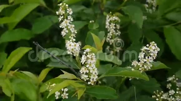 花鸟樱春特写枝头迎风普鲁斯帕杜斯视频镜头高清拍摄静态摄像机视频的预览图