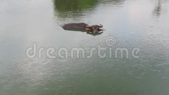 池塘里的水牛视频的预览图