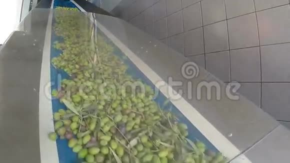 橄榄油厂带成熟橄榄的传送带视频的预览图