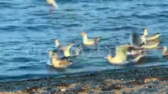 沙滩上的海鸥为食物而战视频的预览图