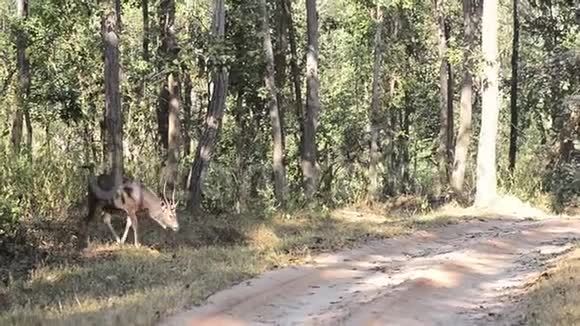 印度森林国家公园的桑巴鹿视频的预览图