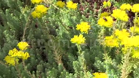 黄色肉质植物花朵在花园中绽放大黄蜂视频的预览图