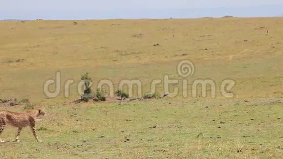 猎豹在高大的草地上走萨凡纳视频的预览图