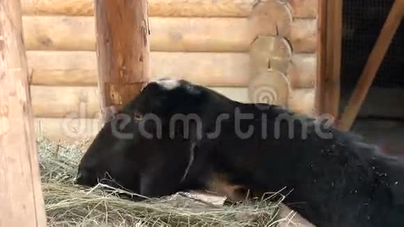 哺乳动物阿提亚酯努比亚山羊视频的预览图