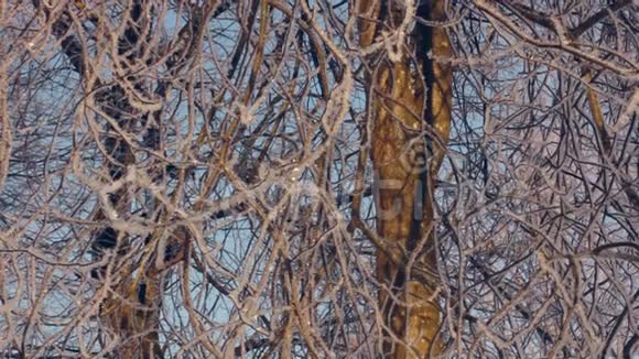 白霜中的树冰冻的树冬季森林树枝上的白霜视频的预览图