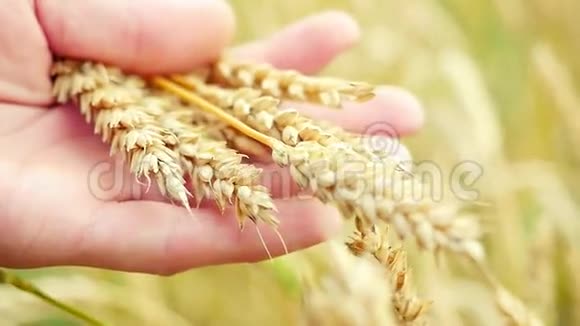 农民手中的麦穗用慢动作紧紧地贴在田野上1920x1080视频的预览图