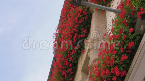建筑物立面上的红花视频的预览图