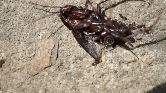 蚂蚁携带死甲壳虫宏视频的预览图