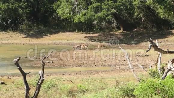 斯里兰卡雅拉国家公园的动植物景观视频的预览图