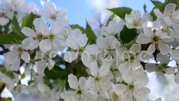 春天樱花盛开近距离拍摄视频的预览图