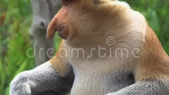 雄性Proboscis猴子NasalisLarvatus咀嚼食物濒危野生动物视频的预览图