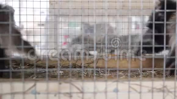 笼子里的浣熊笼子里的动物视频的预览图
