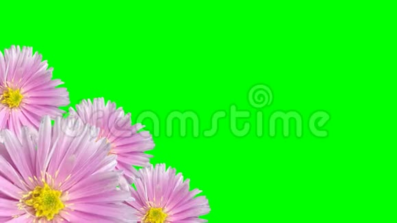 绿色无缝紫花背景环视频的预览图