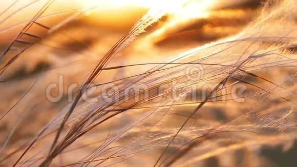 美丽的日落光线和草地上的高跷植物视频的预览图