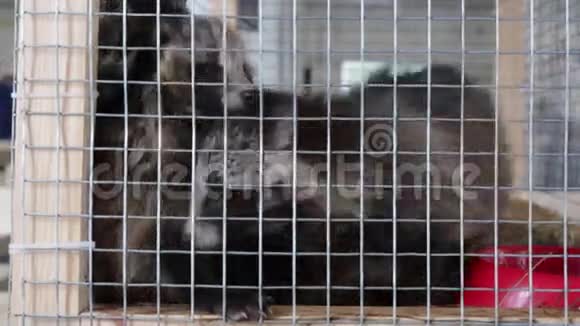 笼子里的浣熊笼子里的动物视频的预览图