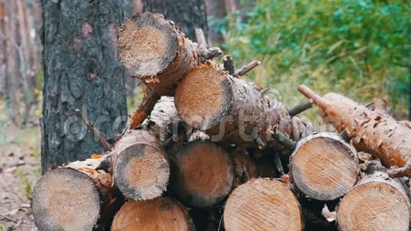 森林中的树木树干折叠的木头掉进了一堆视频的预览图