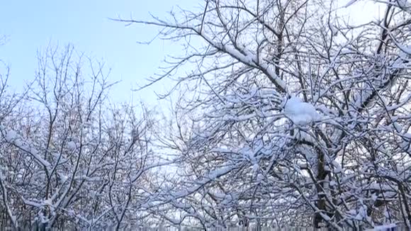 冬天公园里美丽的雪覆盖着树枝垂直全景视频的预览图