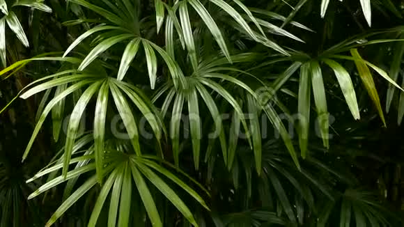 明亮多汁的异国热带绿色在丛林森林赤道气候背景不寻常的植物观叶视频的预览图