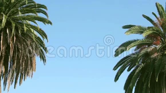 把两棵摇曳的棕榈树靠在蓝天上视频的预览图