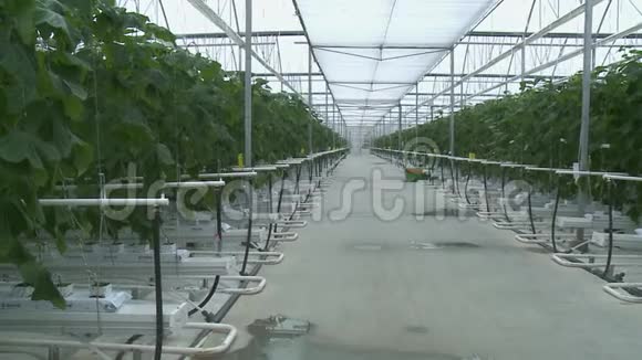 以工业规模种植黄瓜视频的预览图
