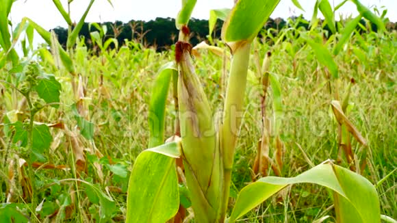田间玉米带杂草孤立的科布视频的预览图