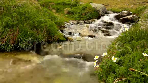 阿尔卑斯山的小山溪水在清新的绿色草地上流过石头背景中高alps峰值视频的预览图