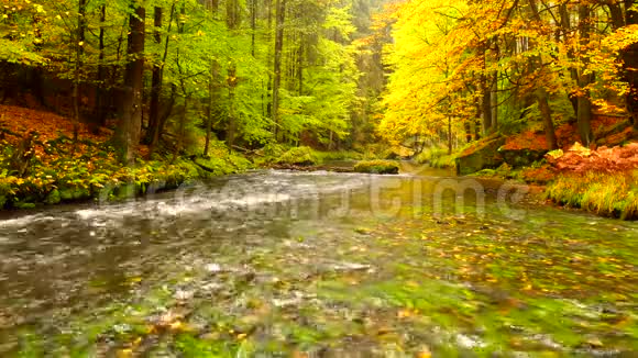 秋天的风景树上五颜六色的叶子雨夜后的早晨在河边五颜六色的叶子秋天的小溪森林河视频的预览图