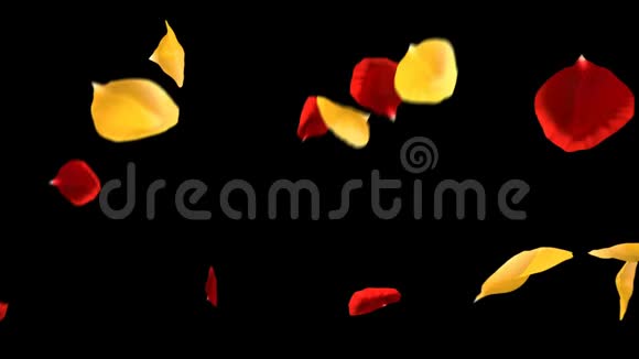 飞翔的浪漫的黄红色玫瑰花瓣飘落的阿尔法海峡过渡视频的预览图