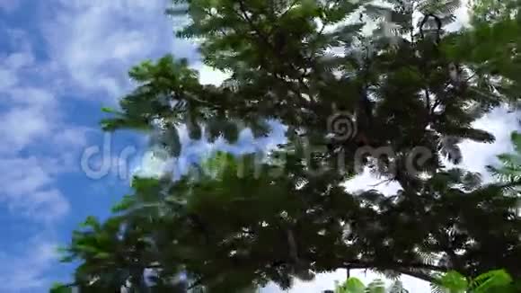 华丽的树木视频的预览图