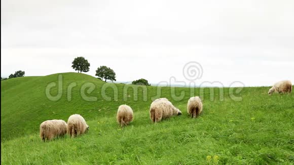 一群在野外放牧的绵羊视频的预览图