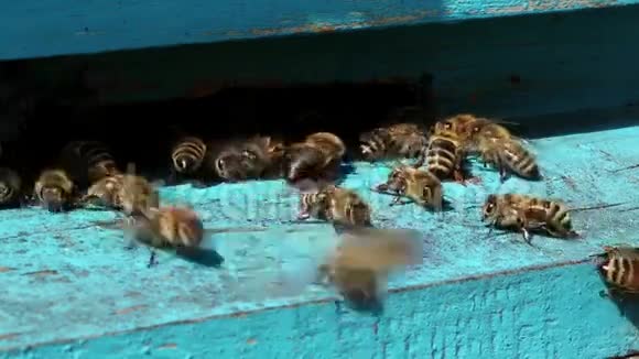 蜂箱附近的蜂群视频的预览图