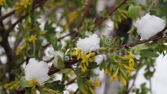 罕见的现象春天的雪雪落在上面的一棵树的枝花上的雪气候变化视频的预览图