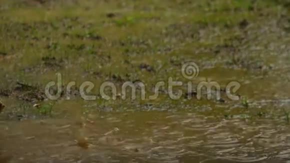 雨水在水坑中缓慢运动视频的预览图