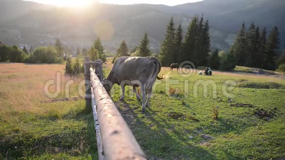 在山上的木栅栏附近牧场上的牛视频的预览图