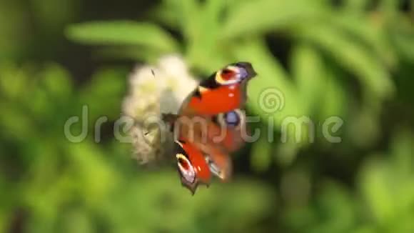 鲜艳的蝴蝶和花朵视频的预览图