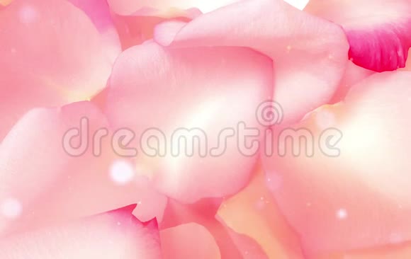 玫瑰花瓣粉红色浪漫的波克视频的预览图
