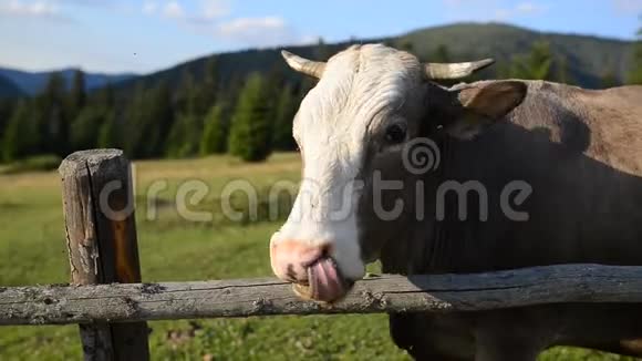 在山上的木栅栏附近牧场上的牛视频的预览图