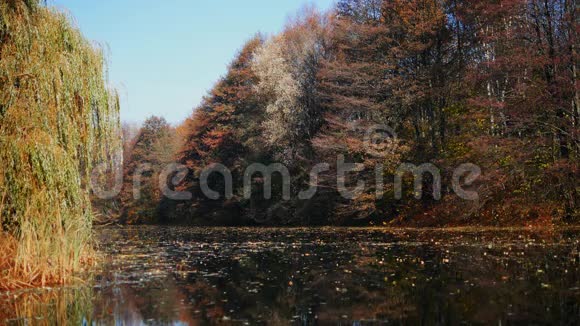 秋天的树叶掉进公园的水里4K视频的预览图