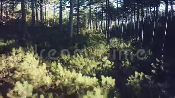 穿过森林树木阳光光线视频的预览图