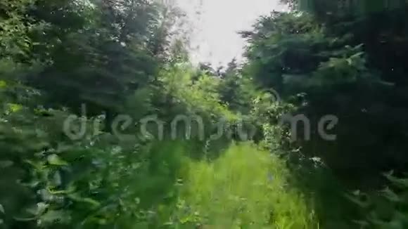 一个人独自在森林里行走视频的预览图