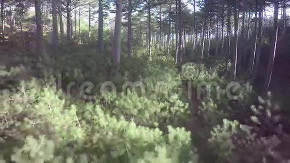 穿过森林树木阳光光线视频的预览图