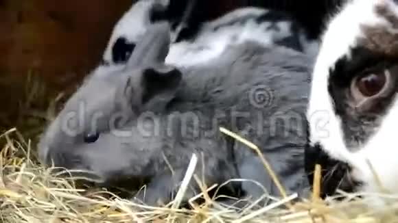 小屋里的兔子视频的预览图