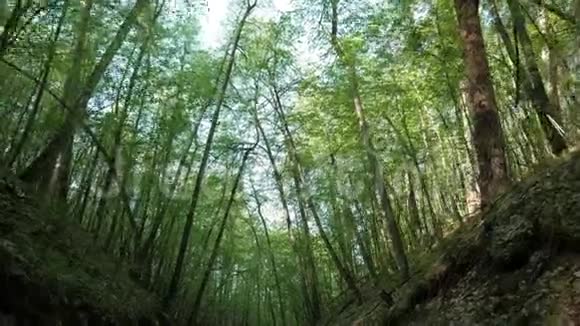 看森林里的树木视频的预览图
