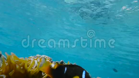 生活在海葵中的小丑鱼视频的预览图