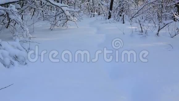冬天公园里美丽的雪覆盖着树枝垂直全景视频的预览图