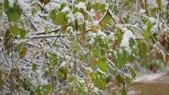 秋天的树枝在公园的特写镜头里覆盖着雪视频的预览图