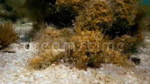 水下鱼和树叶拍摄视频的预览图