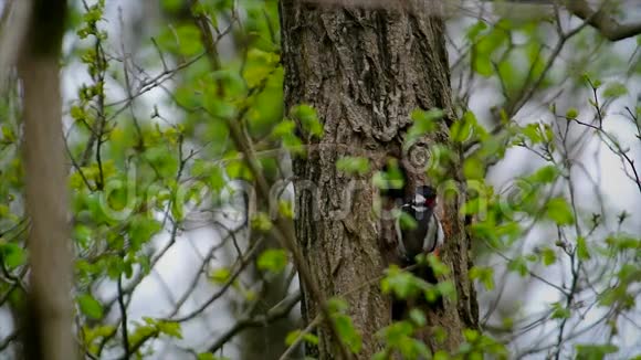 伟大的斑点啄木鸟视频的预览图