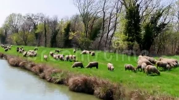在河岸上放牧的羊群视频的预览图